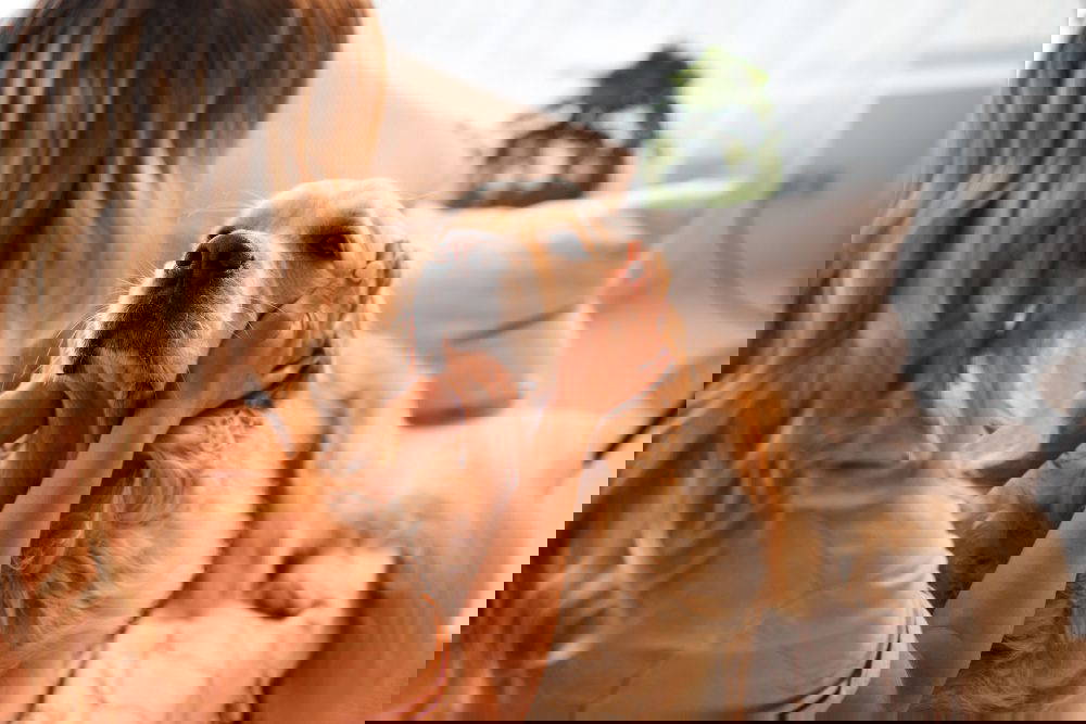 A woman and her dog at home.